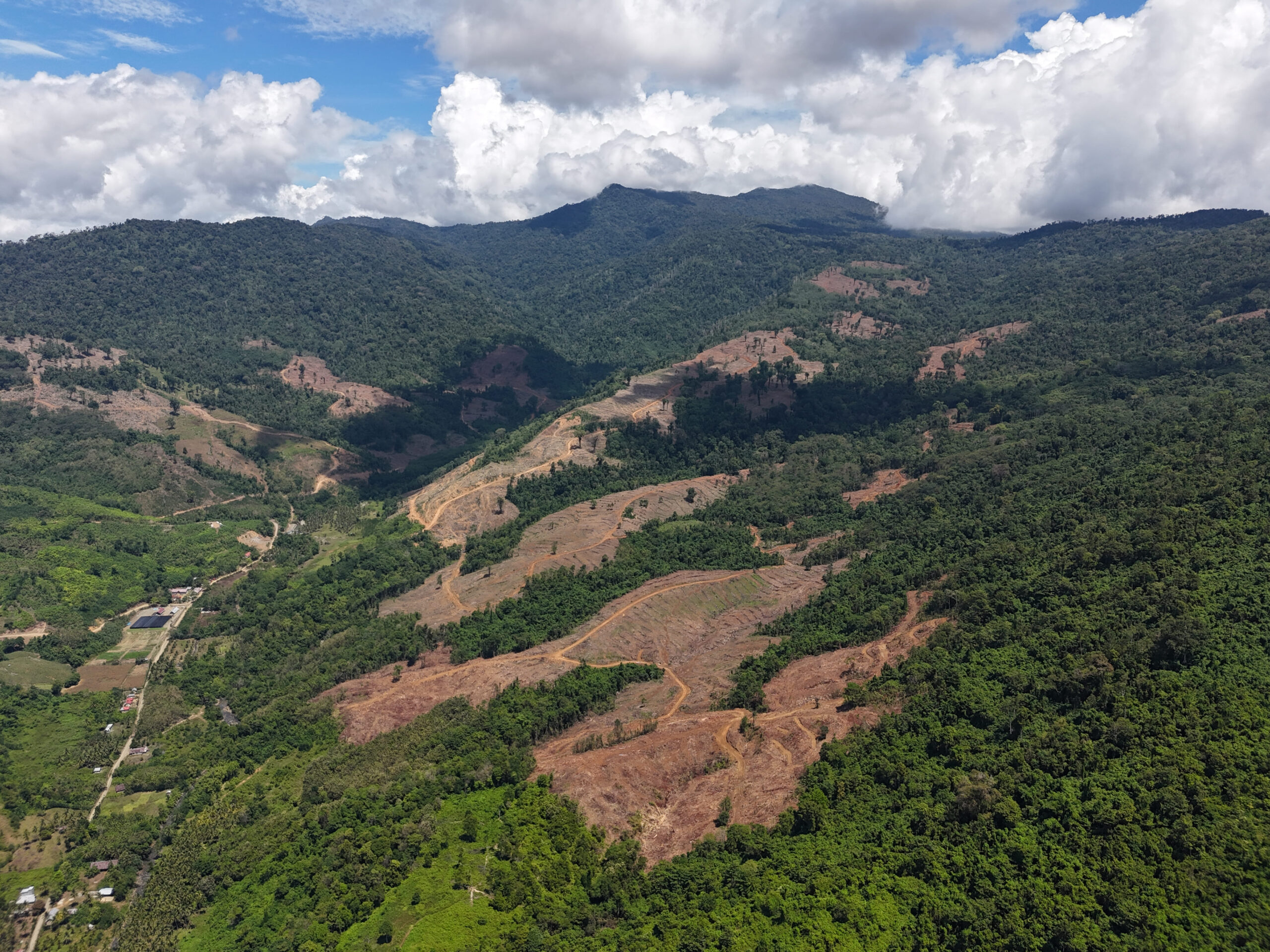 スラウェシ島・ゴロンタロ州北部のペレット工場向けに木材を供給する伐採地（©Solutions for Our Climate）